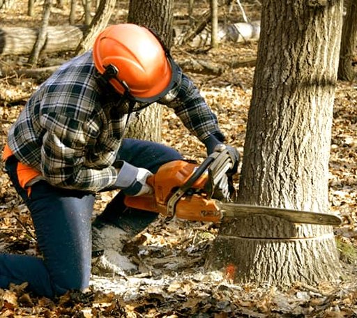 Tree Removal in Rule, TX
